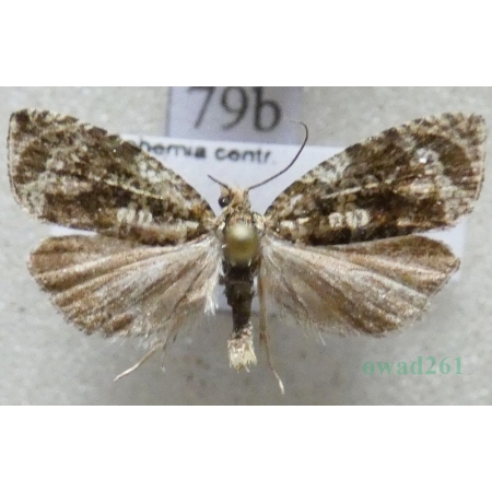Celypha lacunana (Denis & Schiffermüller, 1775) Czech79b